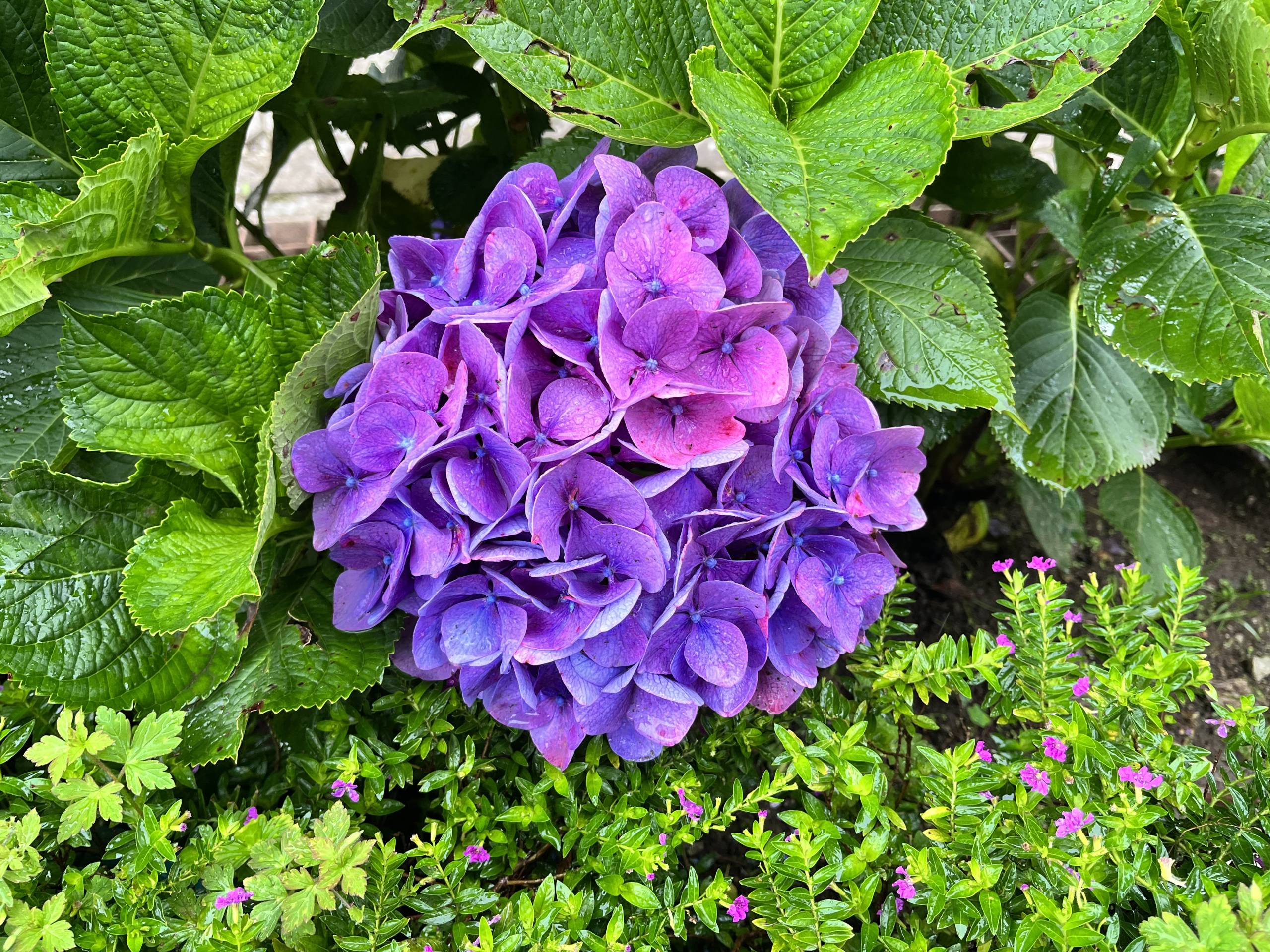 ไฮเดรนเยีย